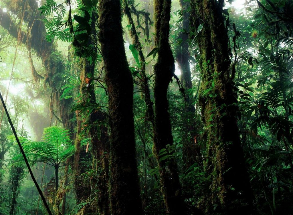 Trooppinen sademetsä on oiva esimerkki äärimmäisestä kosteudesta.