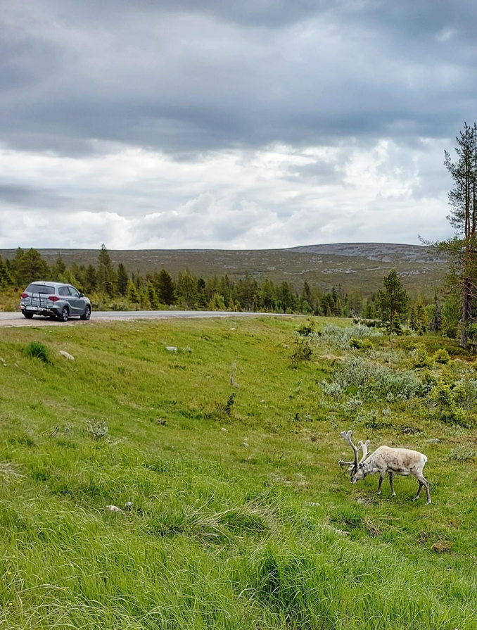 Kuvassa keskellä, taustalla tunturi, tunturin edessä kulkee autotie, jonka vasemmassa reunassa ajaa harmaa auto. Kuvan etualalla tunturikasvillisuutta ja oikeassa kulmassa, etualalla poro.