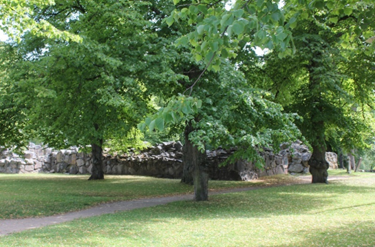 Kuvassa puistoalue, keskellä neljä tammea ja puiden takana kirkonrauniot